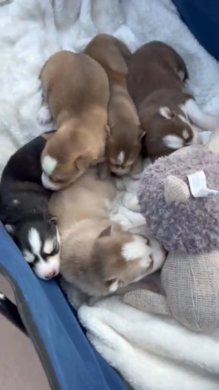 Husky Puppy’s - Ready July 1st in Orlando, Florida