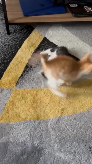 Cuties, Kittens!!! in Chesapeake, Virginia