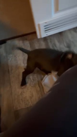 Free Puppup in Memphis, Tennessee