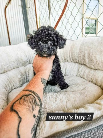 Little Tux-Akc Toy Poodle in Birmingham, Alabama