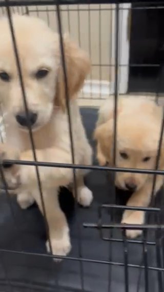 Labrador Retrievers For Sale in Dallas, Texas