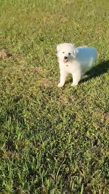 Asher in Lake City, Florida