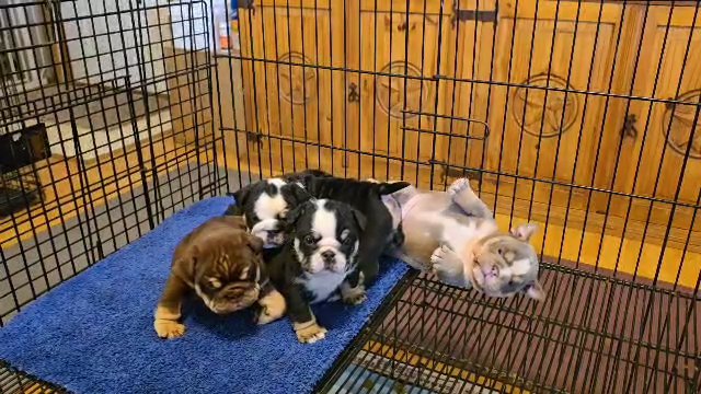 Rainbow Litter in Houston, Texas
