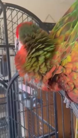 Scarlet Macaw For Sale in Omaha, Nebraska