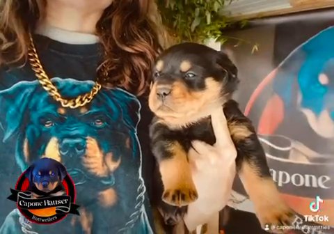 Rottweiler Puppies Jack & America in Florence, South Carolina