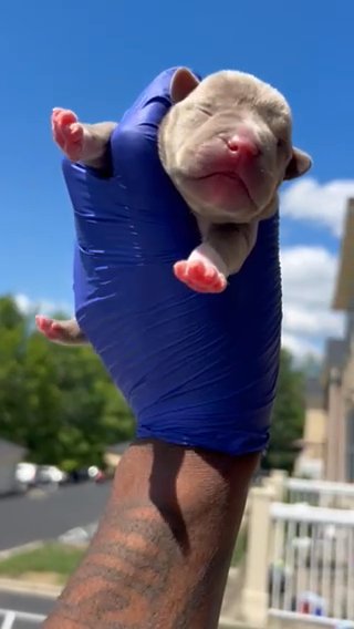 Lilac Micro Bully Puppy in Charlotte, North Carolina