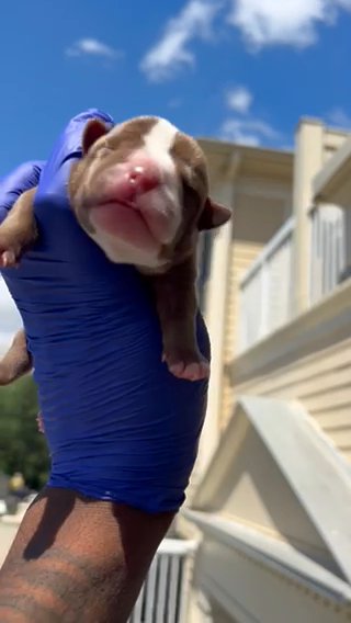 Chocolate Micro Bully Puppy in Charlotte, North Carolina