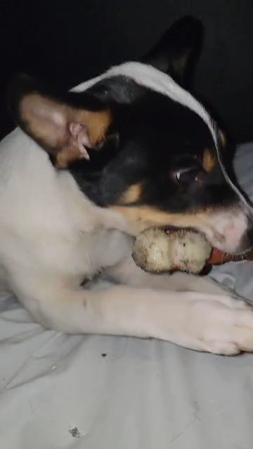 Mr. Spot in Chicago, Illinois