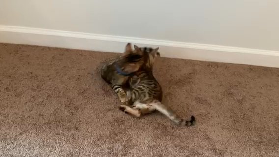 Full Breed bengal cats - Sisters in Ashburn, Virginia