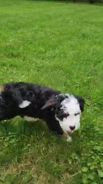 Mini Bernedoodle Lula in South Bend, Indiana