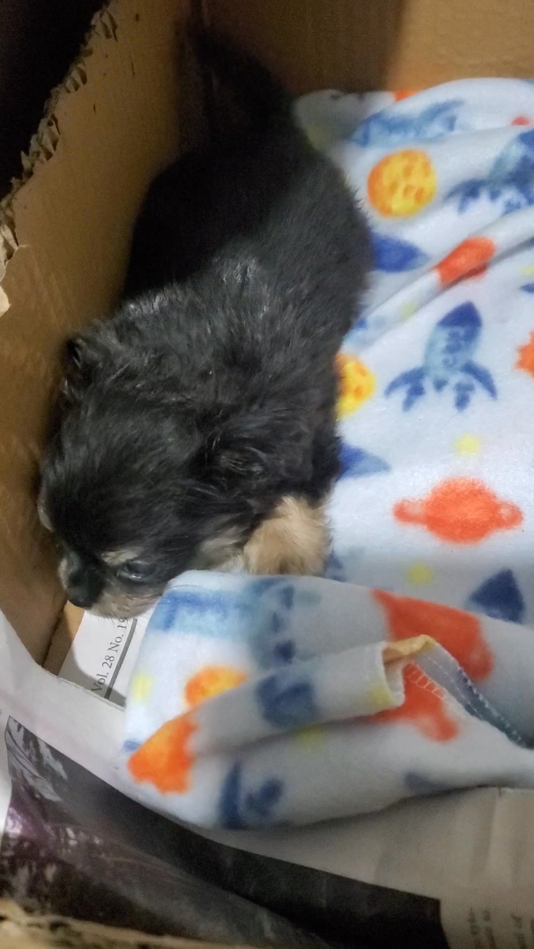 $1800 chihuahua boy  NYC in New York City, New York