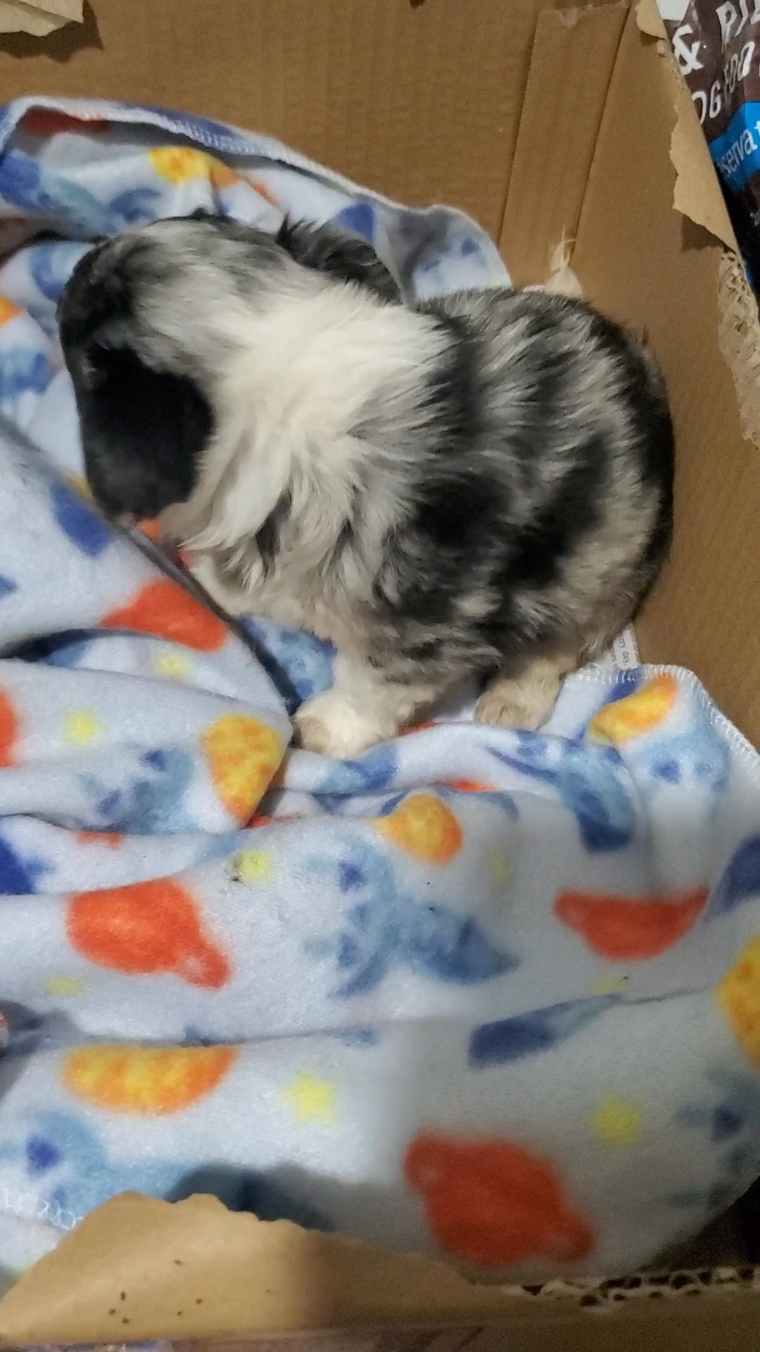 $1800 blue eye chihuahua  Nyc in New York City, New York