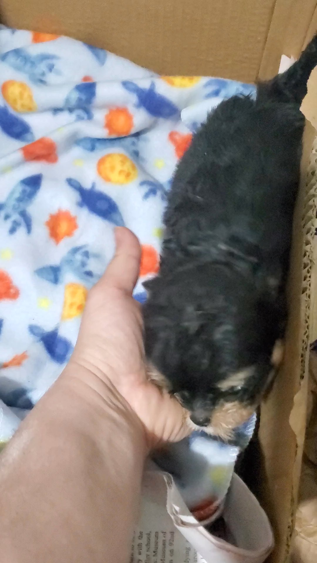 $1800  BOY  CHI-POO  NYC in New York City, New York