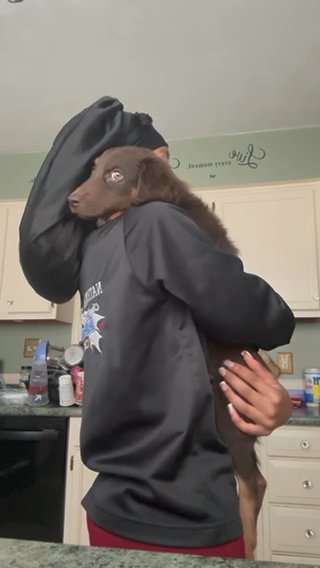 Dachshund in Virginia Beach, Virginia