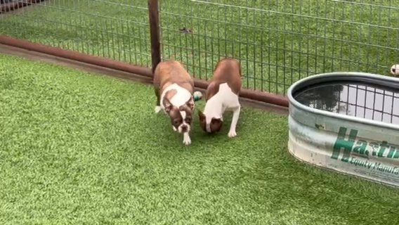 Lilac Boston Terrier Females in Weatherford, Texas