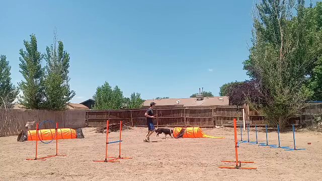 Blue-eyed Border Collies in Albuquerque, New Mexico