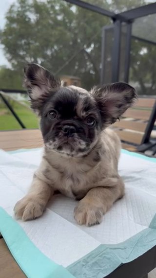 Fluffy Sable Tri MERLE French Bulldog - BOY in Tampa, Florida