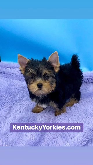 Zealot-Male Yorkie in Lexington-Fayette, Kentucky