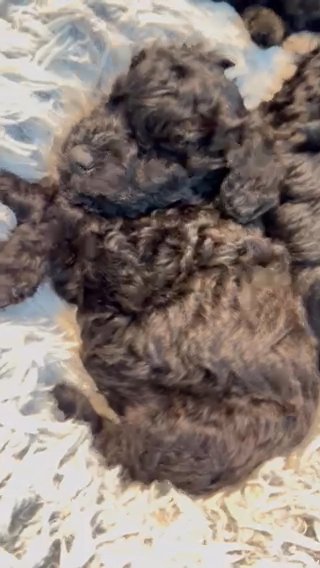 ESA Therapy Lined Elvish Mini Schnoodle in Temple, Texas