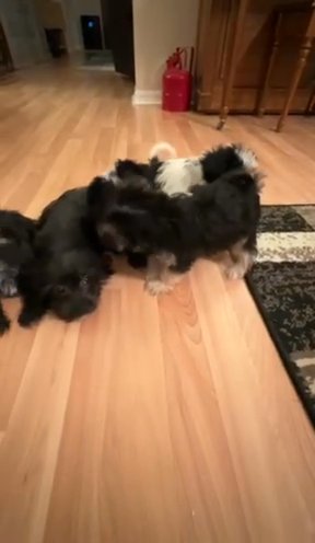 Morkies in Tampa, Florida