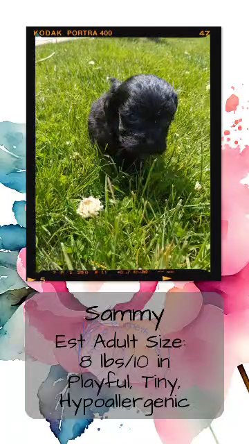Sammy in Goshen, Indiana