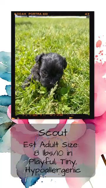 Scout in Goshen, Indiana