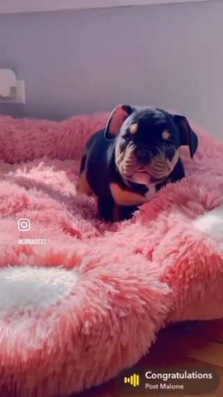 Ameican Micro Bullies in Chicago, Illinois