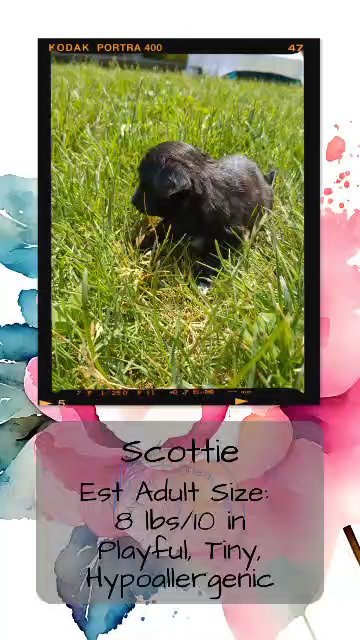 Scottie in Goshen, Indiana