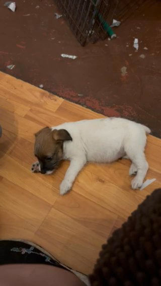 Jack Russell Mix in Tahlequah, Oklahoma
