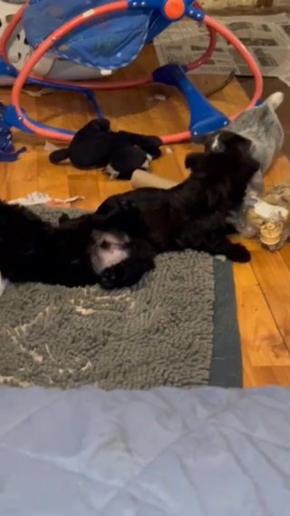 Scottish Terrier in Tahlequah, Oklahoma