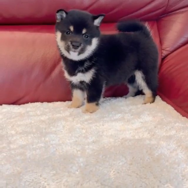 Shiba Inu babies in Washington, District of Columbia