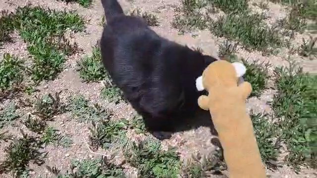 h b black lab in Cheyenne, Wyoming