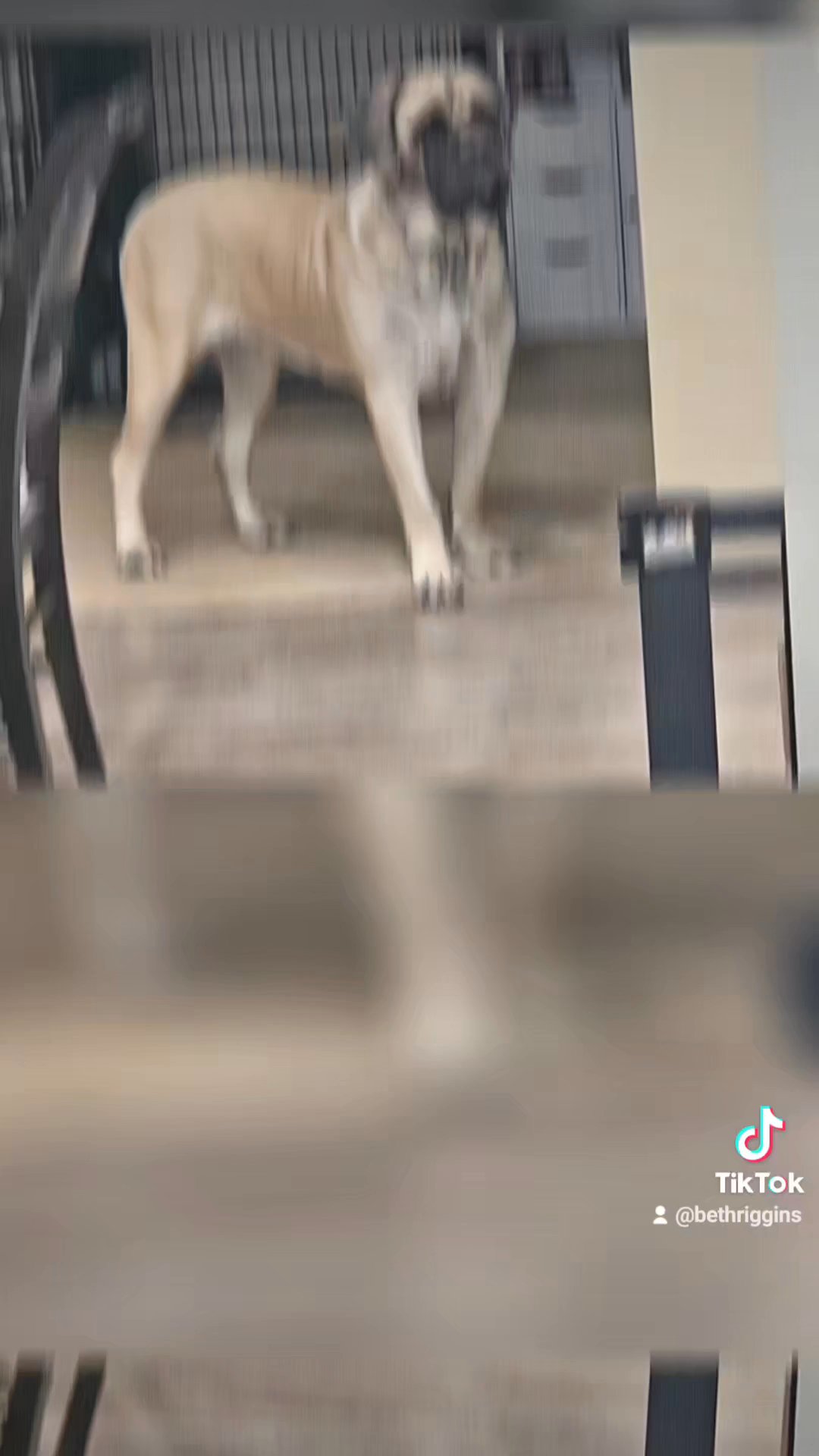 Akc English Mastiffs in Bloomington, Indiana