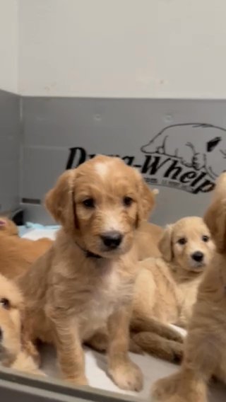 F1B One Month Goldendoodle Puppies in San Bernardino, California