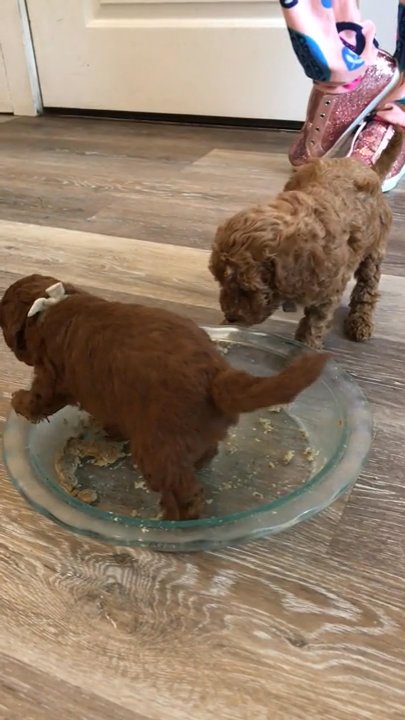 puppies needs a new home and ready for adoption.. in Douglas, Illinois