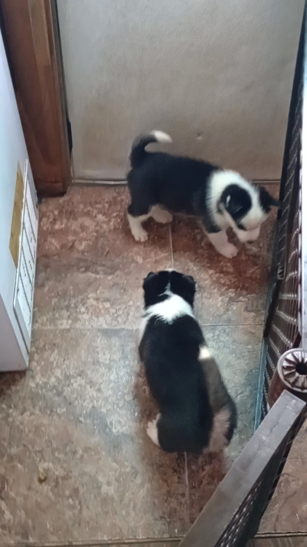 huskies puppies in Youngstown, Ohio