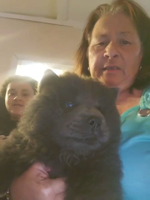 my blue boy chow chow in Queens, New York