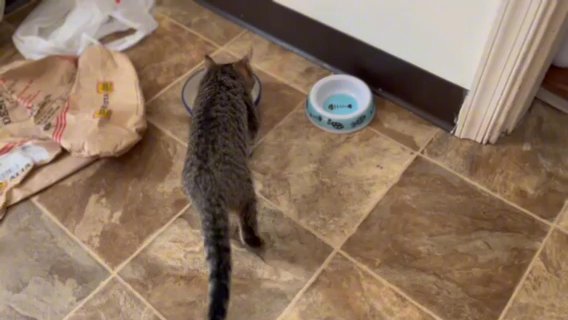 Three Kitten in Carlisle, Pennsylvania