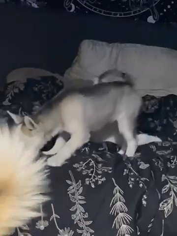 White Husky Puppy in Mount Vernon, Illinois