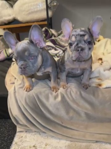 French Bulldog Puppies in North Bethesda, Maryland