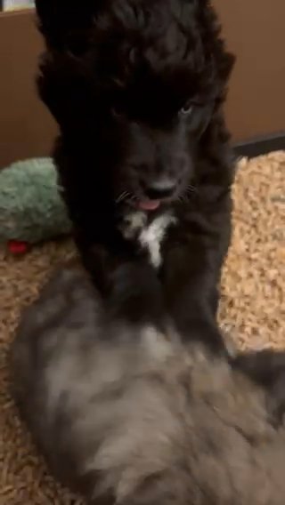 Wooly coat Mostly Black blue Eyed Siberian Husky Female in Florence, Kentucky