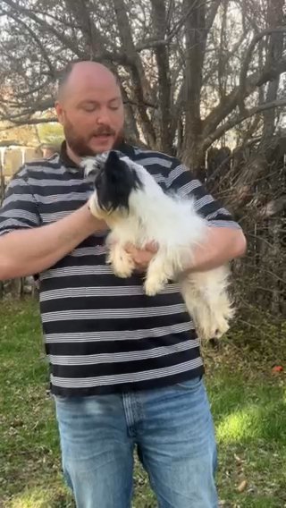 Lily- 8 Month Old Parti Yorkie in Pocatello, Idaho