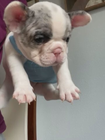 Beautiful Pied merle French Bulldog Fluffy Carrier in Winter Garden, Florida