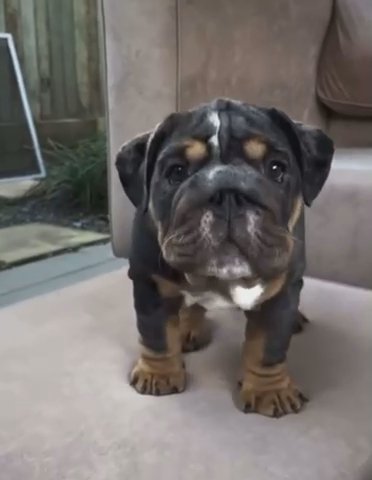 English Bulldog Puppy For Petloving Homes Only . in New York City, New York