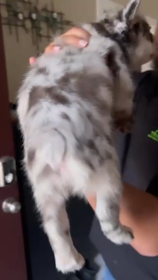 Female Merle Fluffy in Dallas, Texas