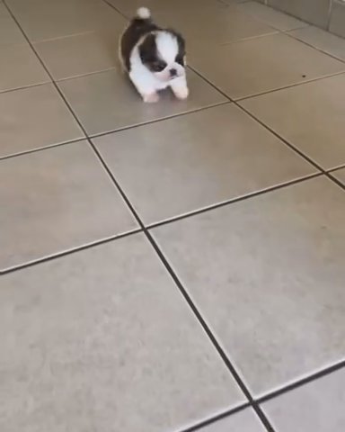 Shih Tzu Puppy Available For Good & Loving Homes in New York City, New York