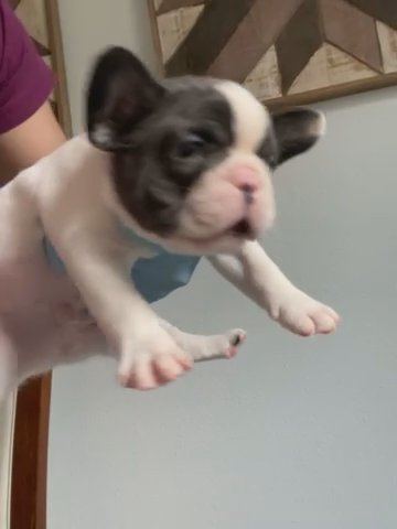 Beautiful Pied French Bulldog Fluffy Cartier in Winter Garden, Florida