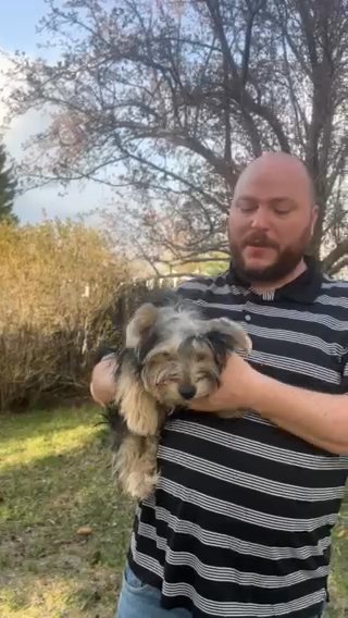 Paco- Male - 6 Months Traditional Yorkie in Pocatello, Idaho