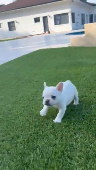 Pico in West Palm Beach, Florida