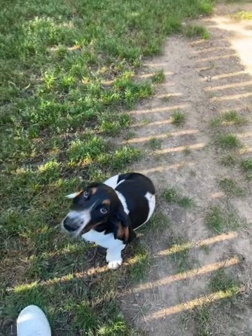Basset Hound Puppy in Tulsa, Oklahoma